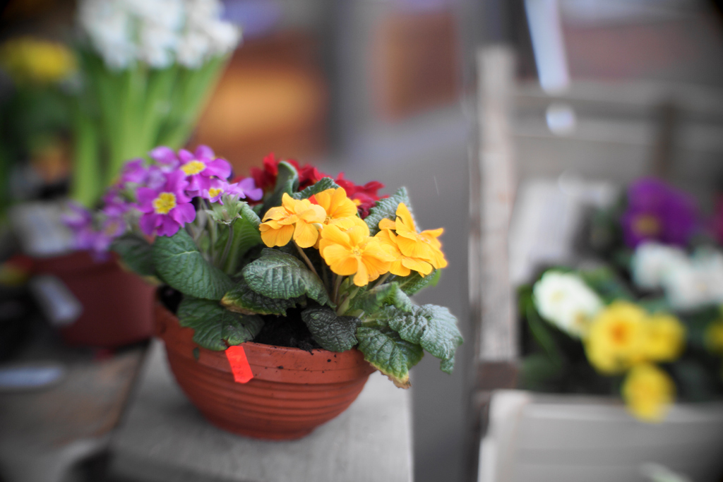 Name:  bokeh-blumen.jpg
Hits: 1352
Gre:  274,9 KB