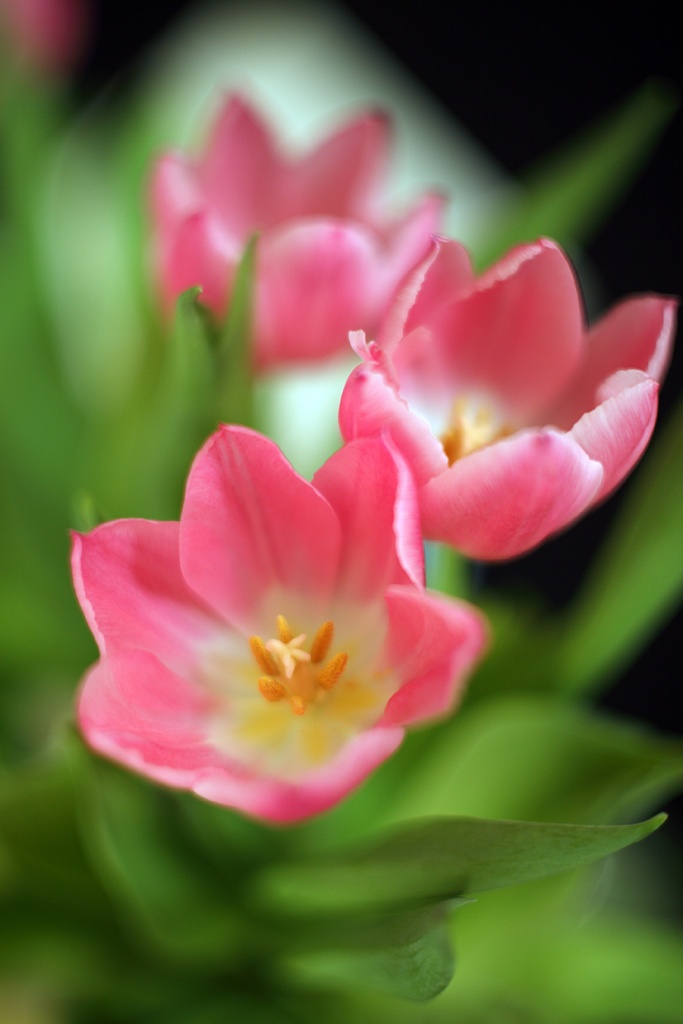 Name:  Tulpe-Nahring.jpg
Hits: 1003
Gre:  127,5 KB