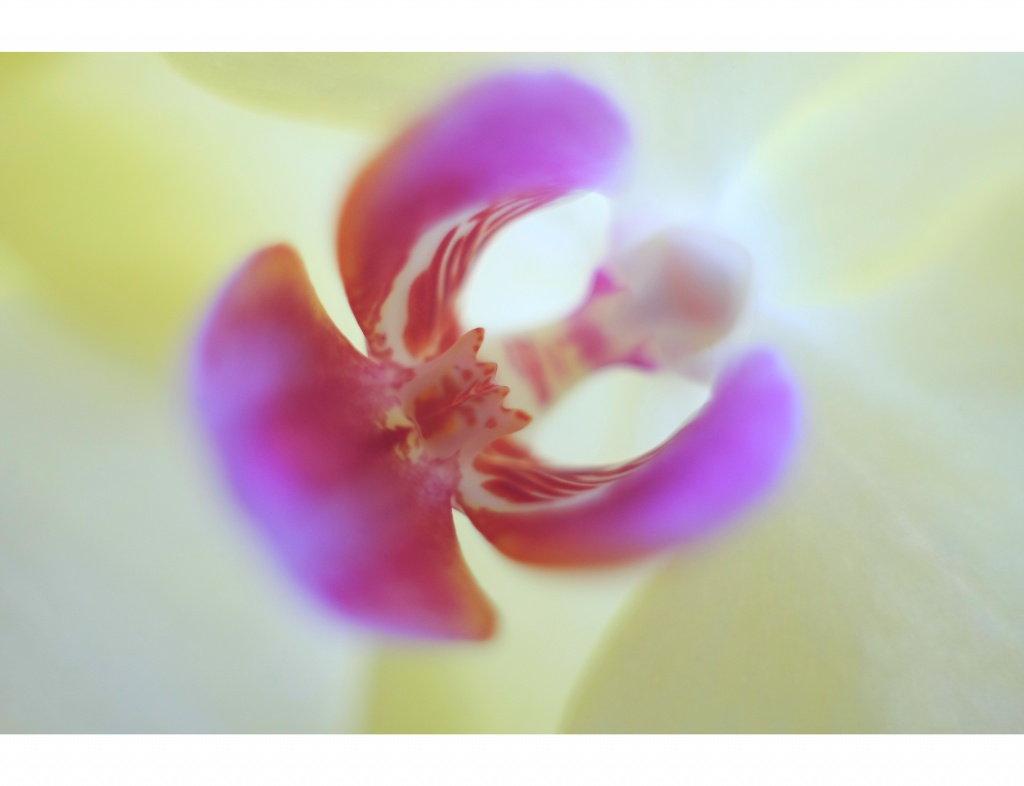 Name:  Orchidee.jpg
Hits: 1604
Gre:  100,5 KB