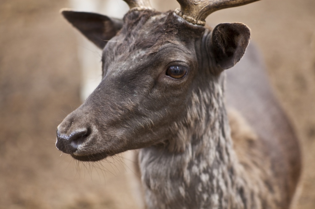 Name:  IMG_4731 Nikkor105 f2.5 Dammhirsch.jpg
Hits: 1198
Gre:  144,9 KB