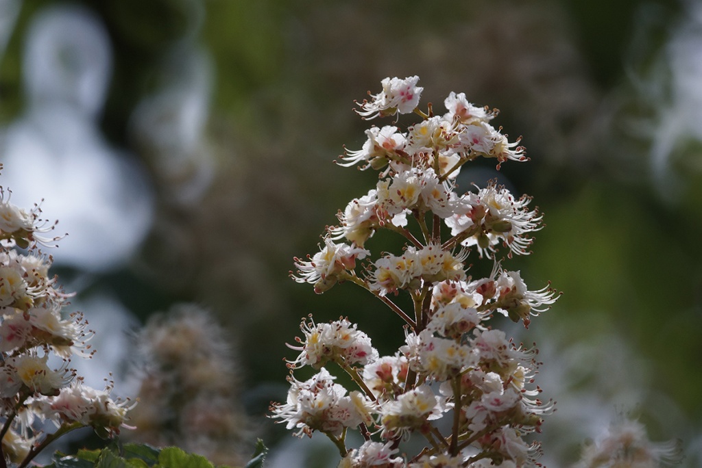 Name:  20130514_Tamron 55BB Test_0007.jpg
Hits: 1067
Gre:  197,1 KB