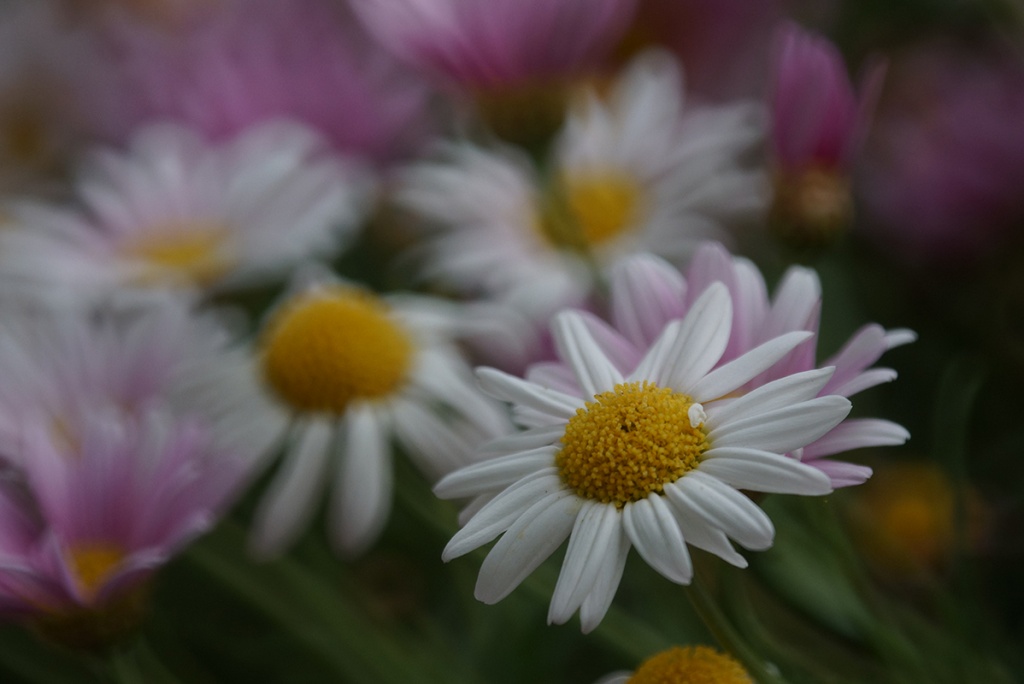 Name:  20130514_Tamron 55BB Test_0019.jpg
Hits: 1080
Gre:  129,1 KB