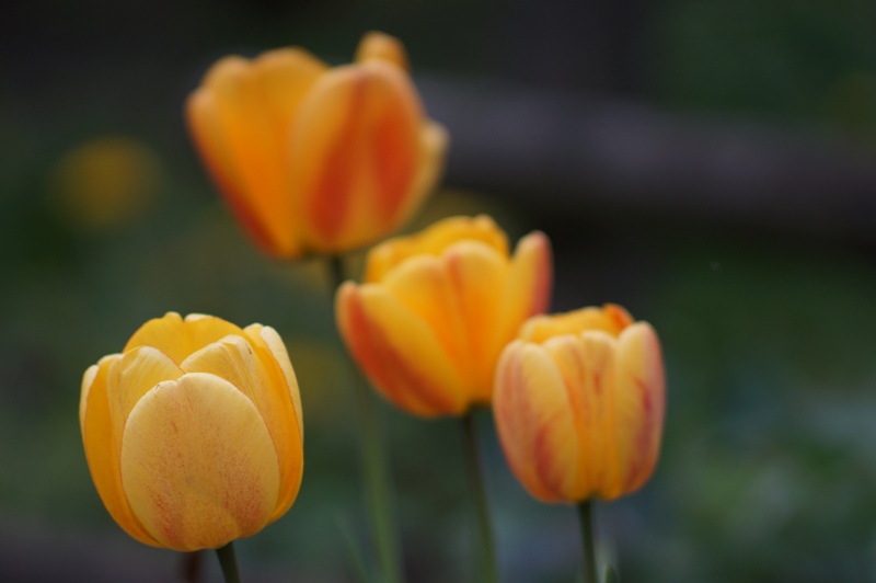 Name:  Tulpe.JPG
Hits: 1138
Gre:  111,7 KB
