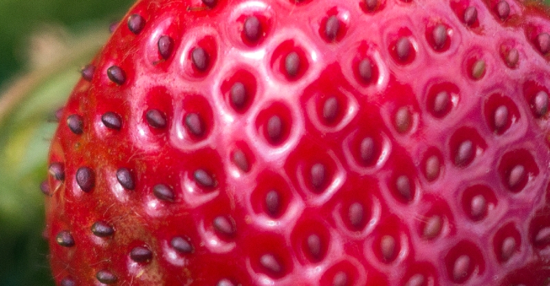 Name:  ErdbeereTessar crop.jpg
Hits: 1116
Gre:  277,5 KB
