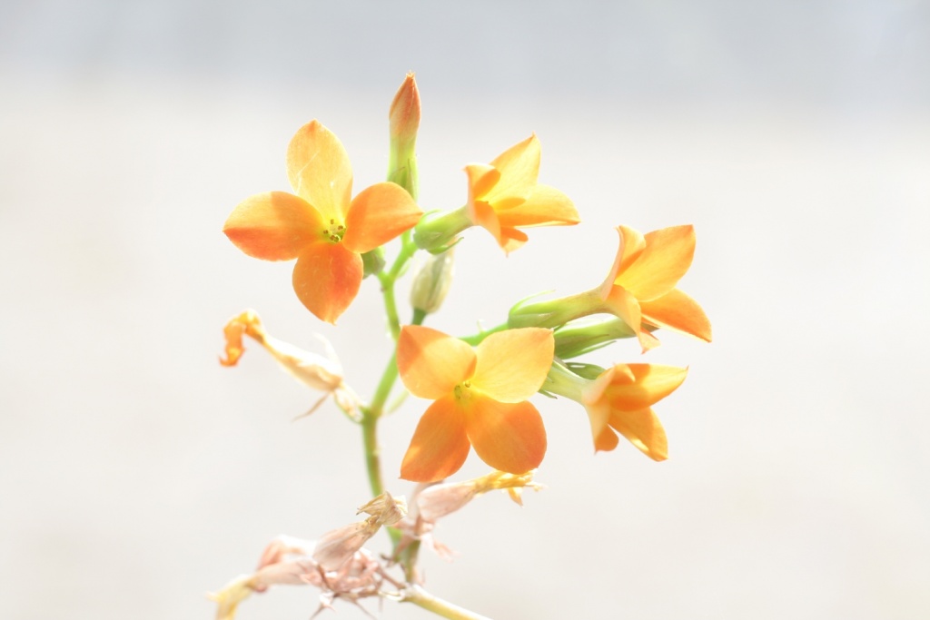 Name:  Blume.jpg
Hits: 1894
Gre:  91,1 KB