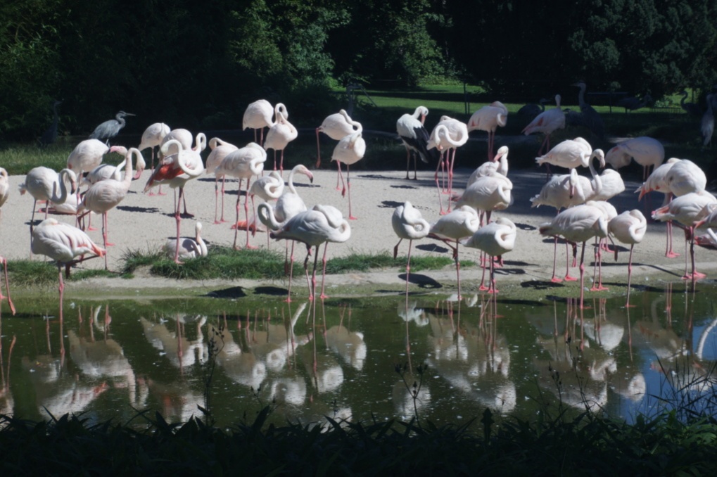 Name:  flamingos.jpg
Hits: 1000
Gre:  231,5 KB