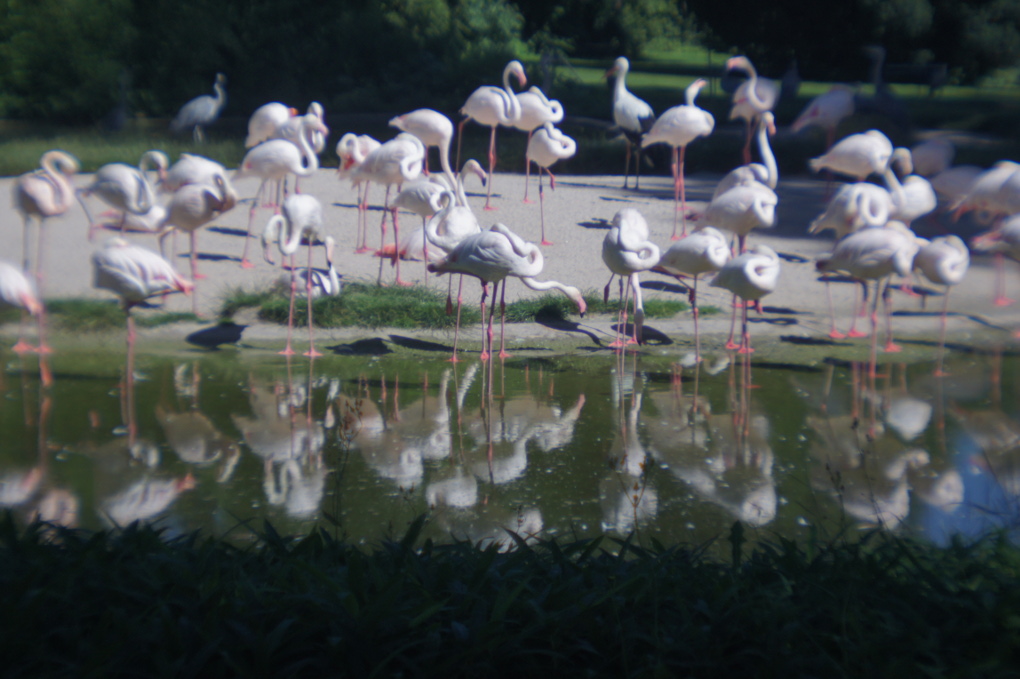 Name:  flamingos2.JPG
Hits: 1024
Gre:  262,0 KB