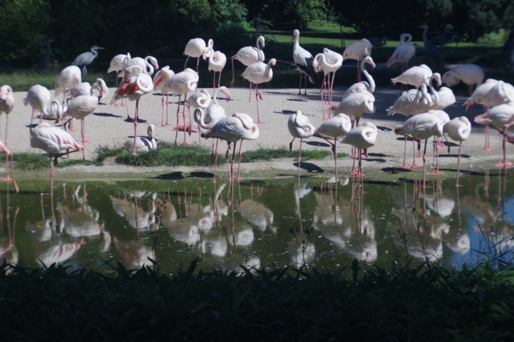 Name:  flamingos3.jpg
Hits: 1094
Gre:  223,2 KB
