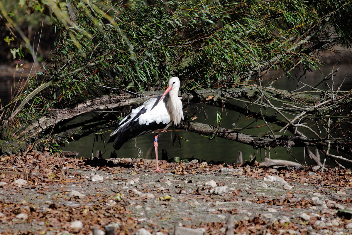 Name:  Storch.jpg
Hits: 858
Gre:  373,9 KB