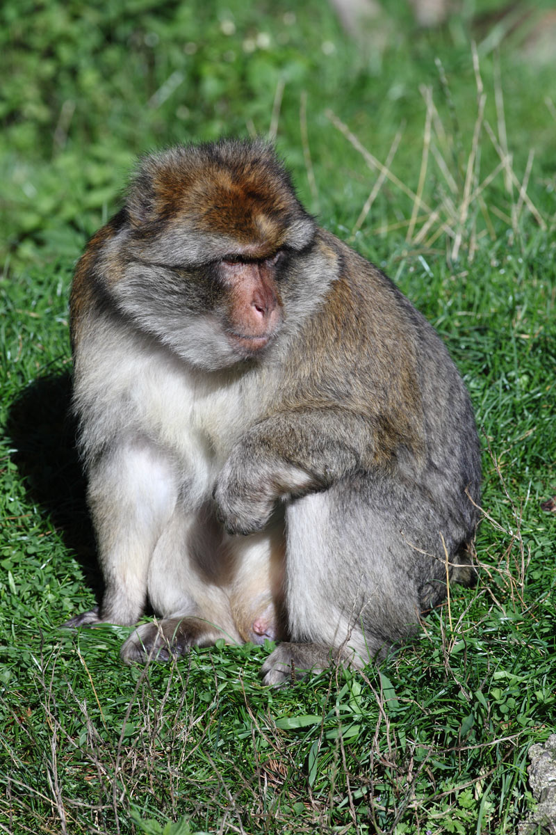 Name:  Affe-neumi.jpg
Hits: 879
Gre:  293,5 KB