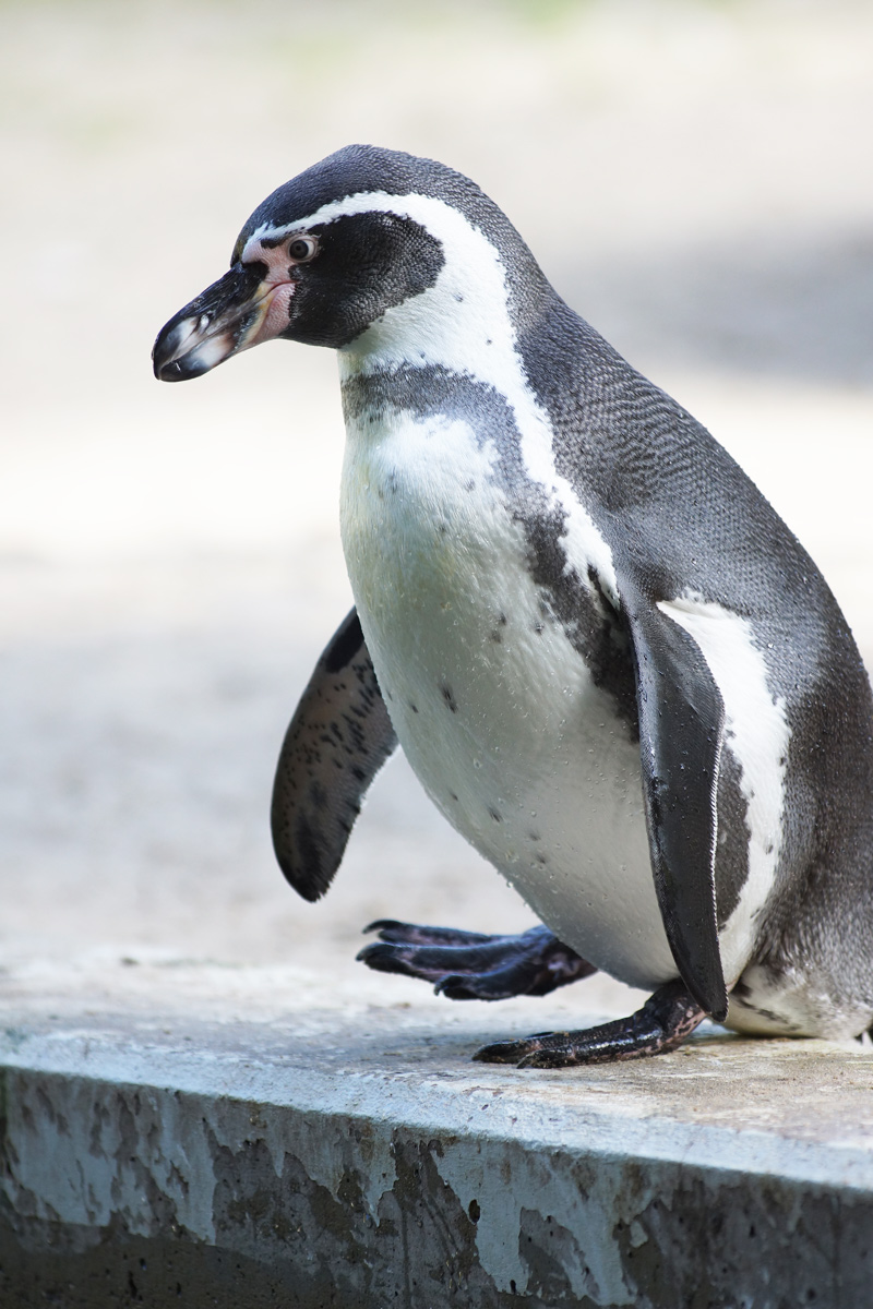 Name:  Pinguin1.jpg
Hits: 865
Gre:  283,9 KB