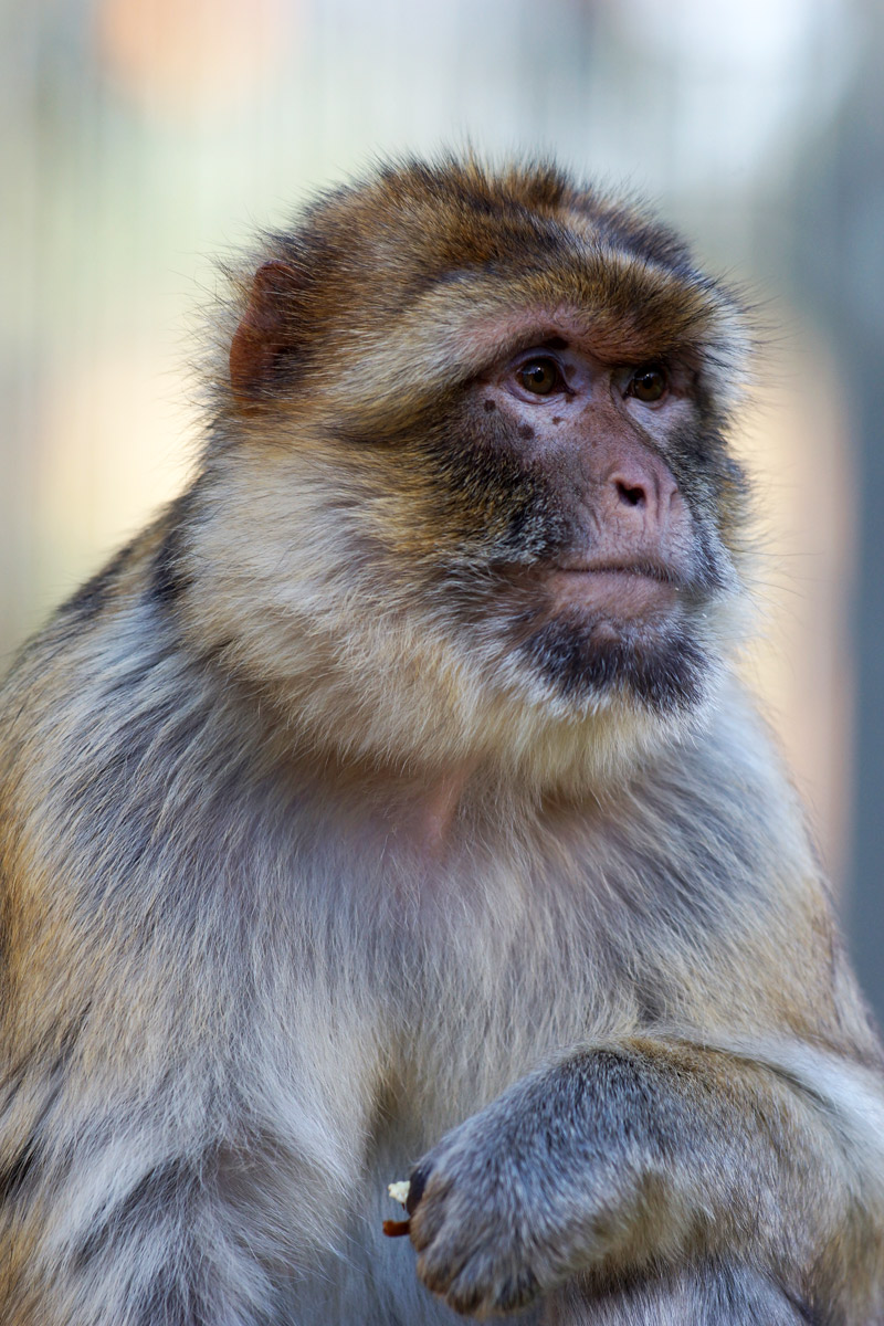 Name:  Affe-portrait.jpg
Hits: 872
Gre:  282,6 KB