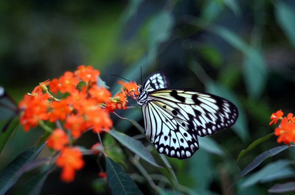 Name:  contaflex tessar nex 5n.jpg
Hits: 2676
Gre:  134,4 KB