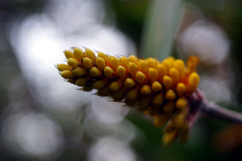 Name:  contaflex tessar nex 5n bokeh.jpg
Hits: 1363
Gre:  100,6 KB