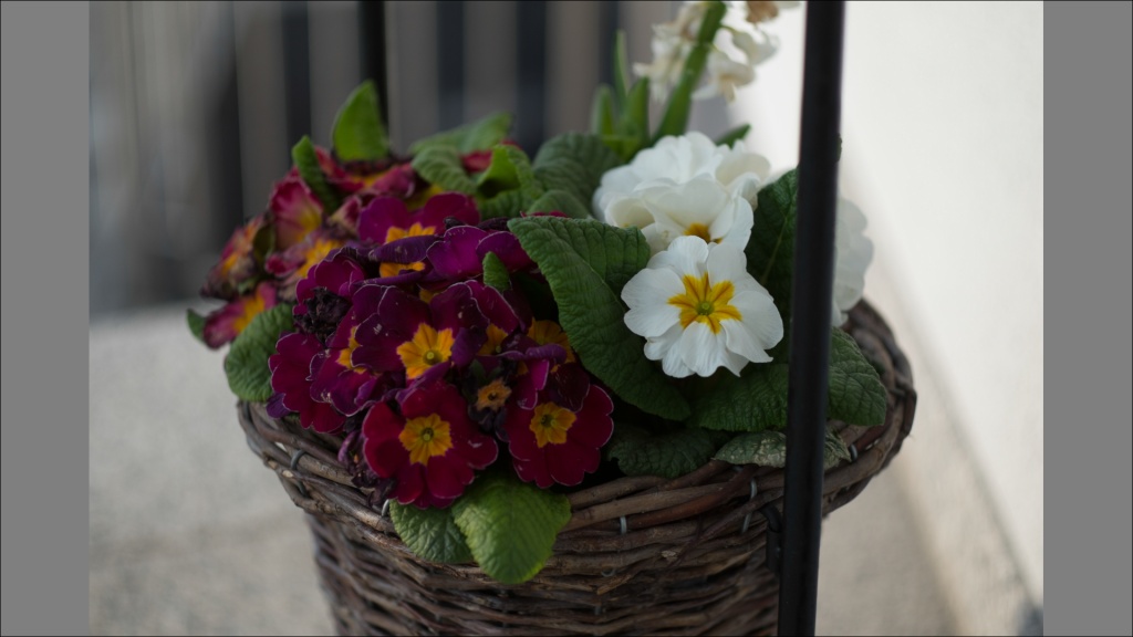 Name:  Blumen f1.8.jpg
Hits: 1342
Gre:  119,6 KB