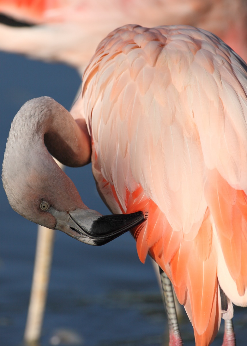 Name:  Flamingo1.jpg
Hits: 1275
Gre:  206,6 KB