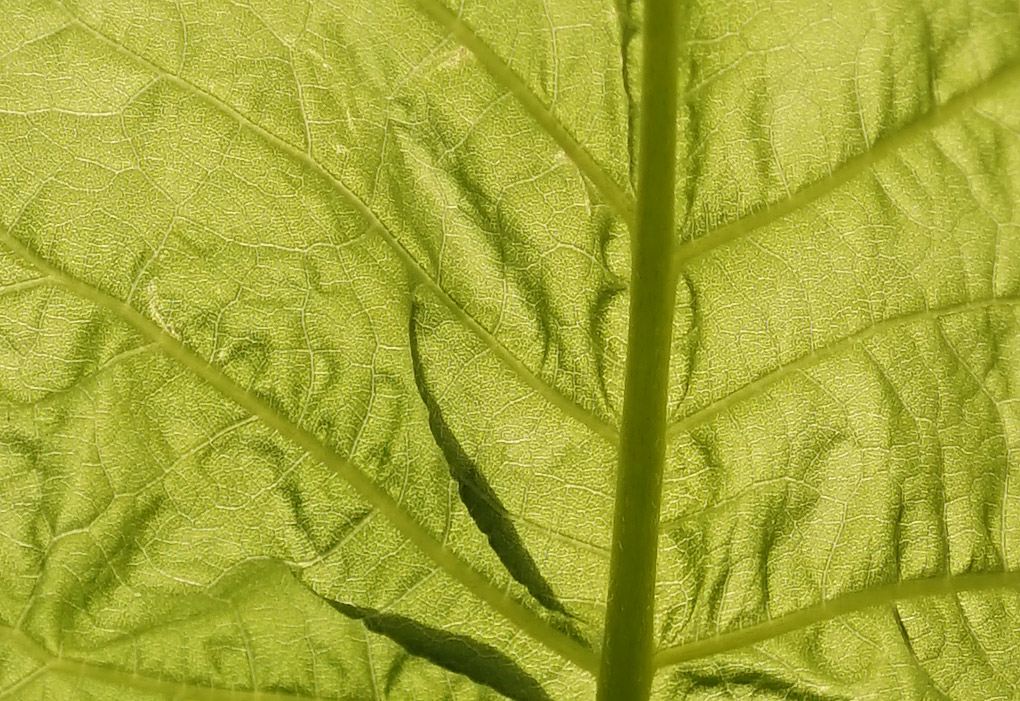 Name:  blatt_crop.jpg
Hits: 789
Gre:  285,4 KB
