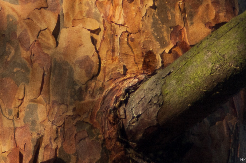 Name:  5d2_tk-test_crop-288um6.jpg
Hits: 654
Gre:  291,4 KB