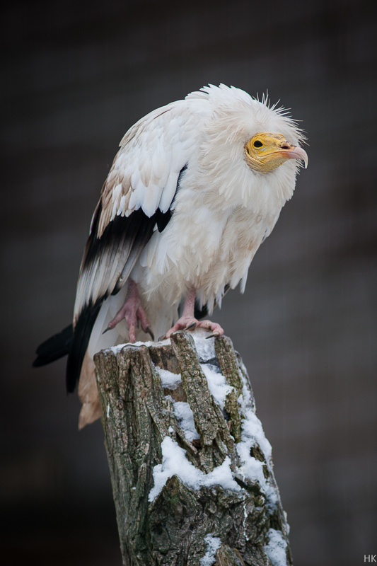 Name:  nikkor_2-8_300-9pvjhj.jpg
Hits: 651
Gre:  194,1 KB