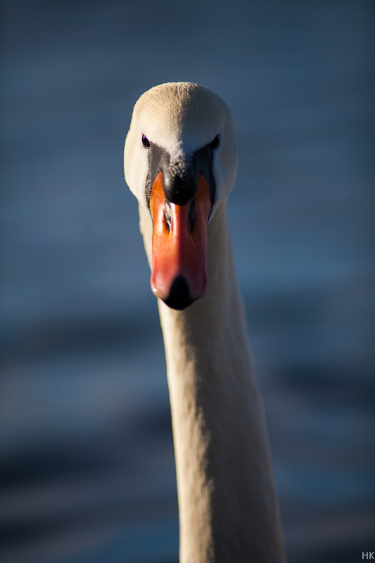 Name:  nikkor_2-8_300-2p7kdy.jpg
Hits: 612
Gre:  128,4 KB