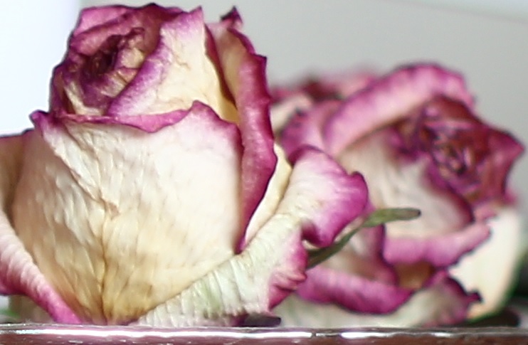 Name:  smc-pentax-m-1.4-50_2-rose.jpg
Hits: 2872
Gre:  87,3 KB