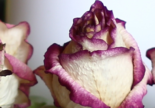 Name:  mc-cosinon-s-1.4-50_2-rose1.jpg
Hits: 2869
Gre:  69,5 KB