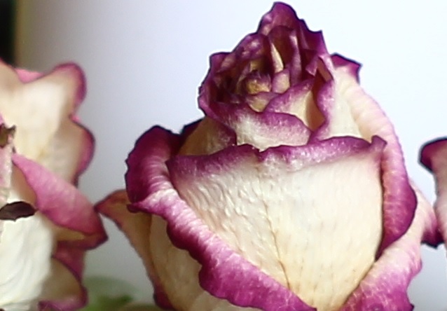 Name:  smc-pentax-m-1.4-50_2-rose1.jpg
Hits: 2837
Gre:  67,3 KB
