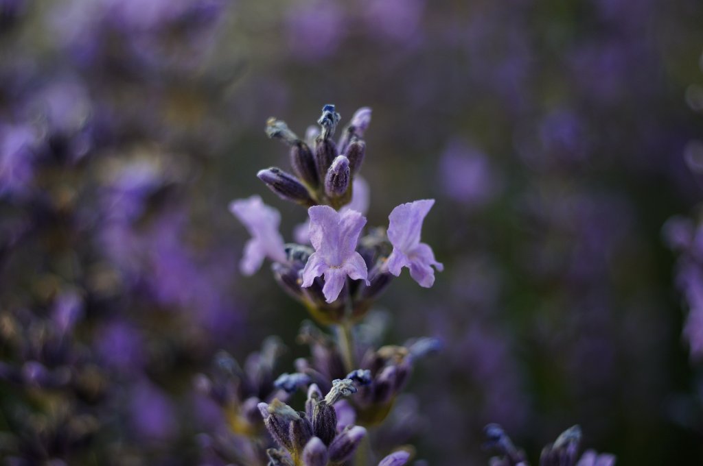 Name:  Pro-Tessar-Lavendel.jpg
Hits: 893
Gre:  103,0 KB
