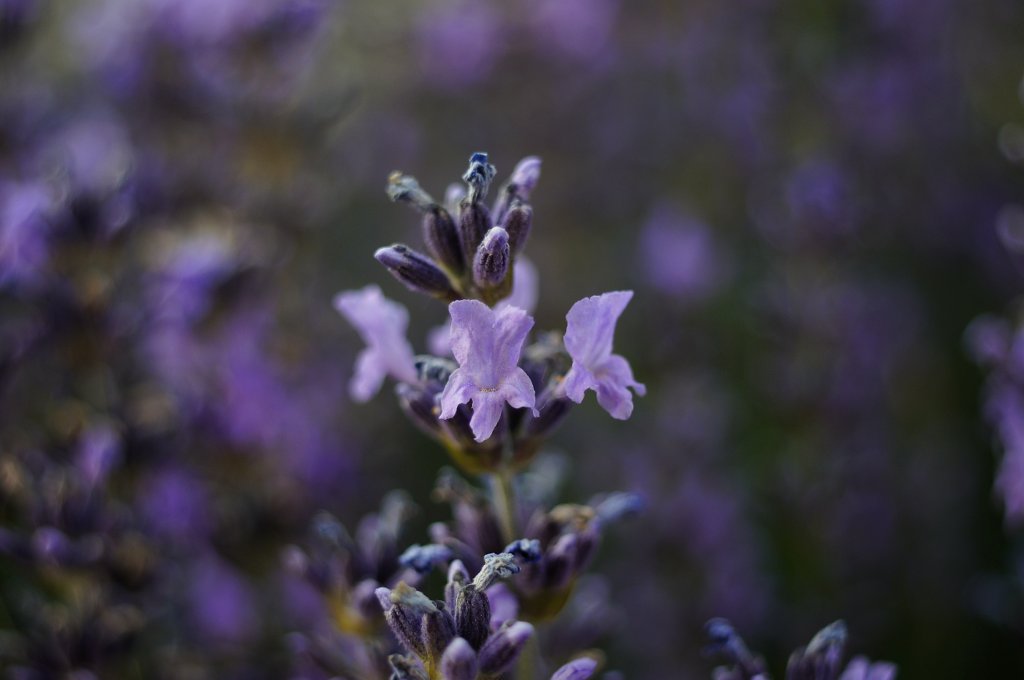 Name:  Pro-Tessar-Lavendel.jpg
Hits: 1232
Gre:  103,0 KB