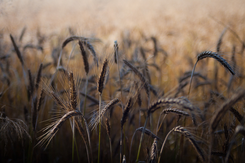 Name:  tokina35-70_k-1374u0i.jpg
Hits: 1189
Gre:  238,4 KB