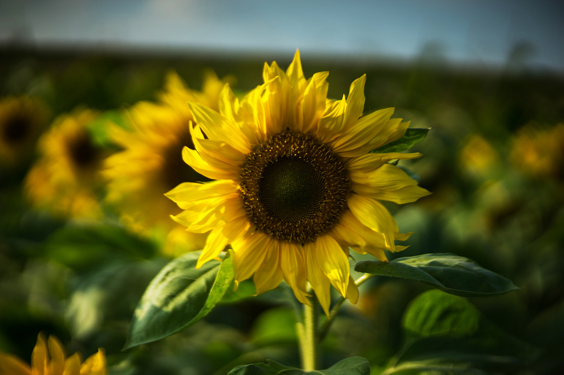 Name:  sonnenblume_meo_web1150.jpg
Hits: 825
Gre:  384,0 KB