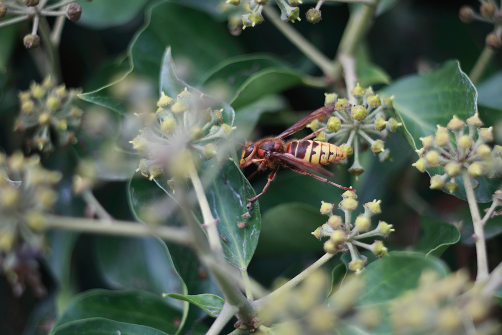 Name:  Neulich-in-der-hecke2.jpg
Hits: 2189
Gre:  325,7 KB