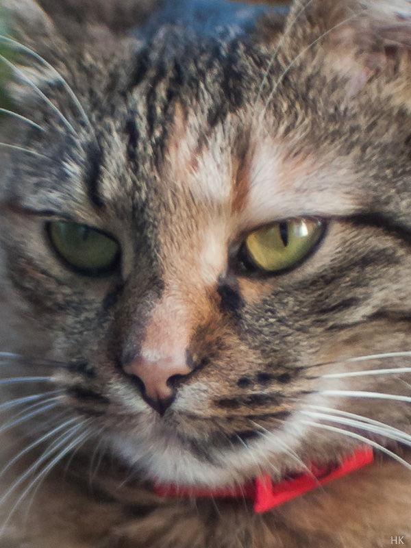 Name:  meo1-35_c-22.jpg
Hits: 2019
Gre:  184,9 KB
