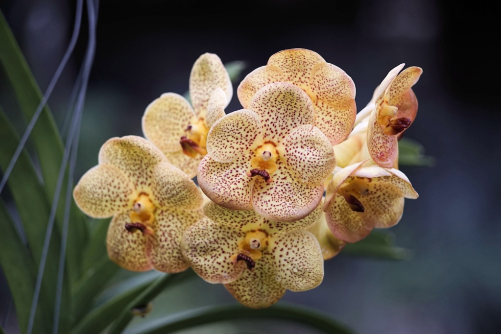 Name:  _DSC2229 Sonnar 4-135 .jpg
Hits: 2141
Gre:  181,3 KB