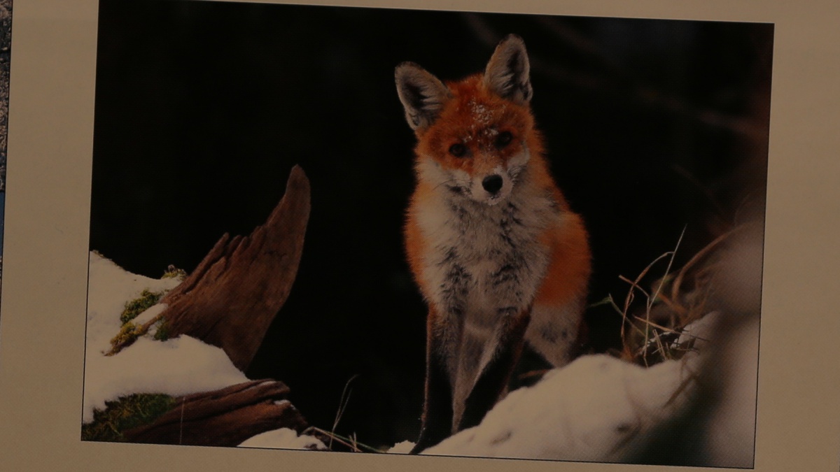 Name:  can f4 fuchs.jpg
Hits: 1994
Gre:  152,6 KB