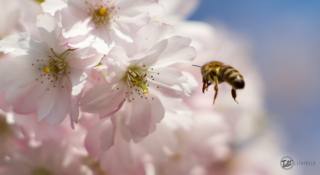 Name:  Bienchen und Blmchen.jpg
Hits: 2366
Gre:  160,3 KB