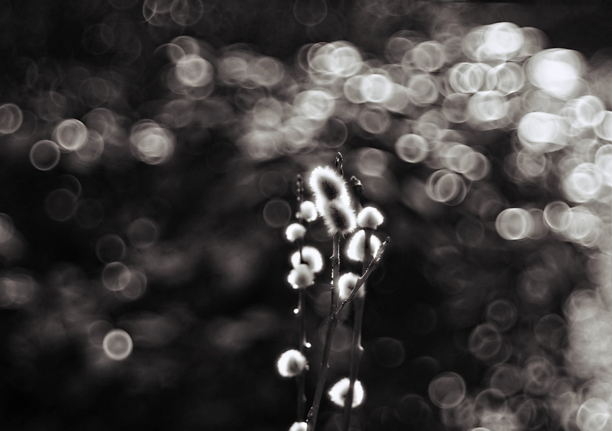 Name:  diaplan_100_28_02bw.jpg
Hits: 1451
Gre:  211,0 KB
