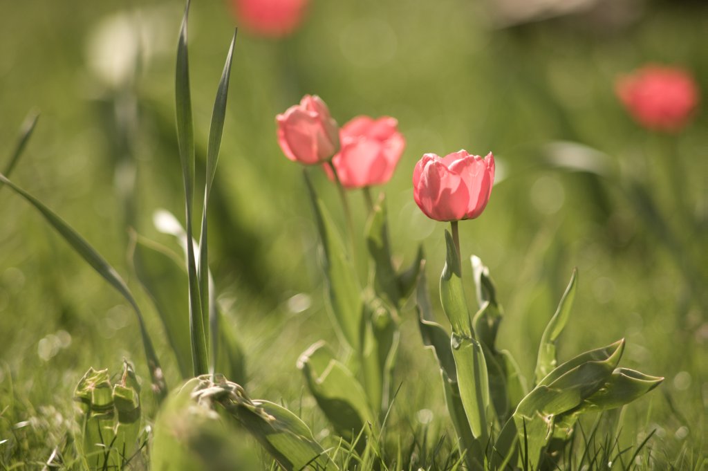 Name:  Tulpen.jpg
Hits: 656
Gre:  78,9 KB