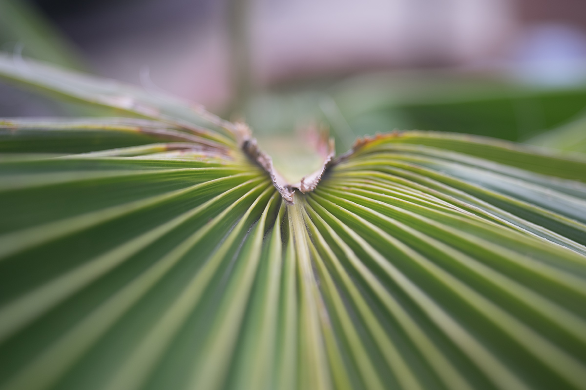 Name:  palme.jpg
Hits: 491
Gre:  230,0 KB