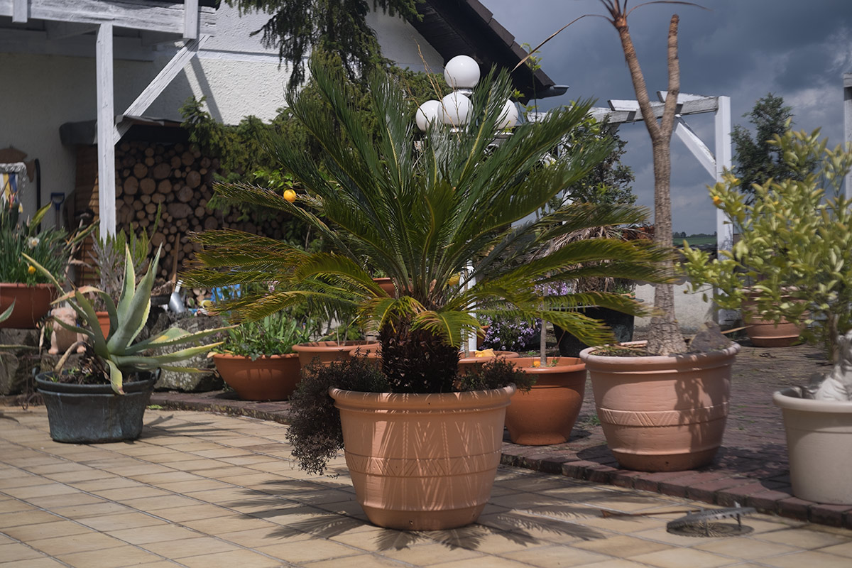 Name:  palme2.jpg
Hits: 468
Gre:  299,1 KB