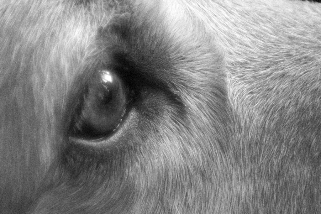 Name:  Jupiter-9_B_2_100%crop.jpg
Hits: 2111
Gre:  295,9 KB