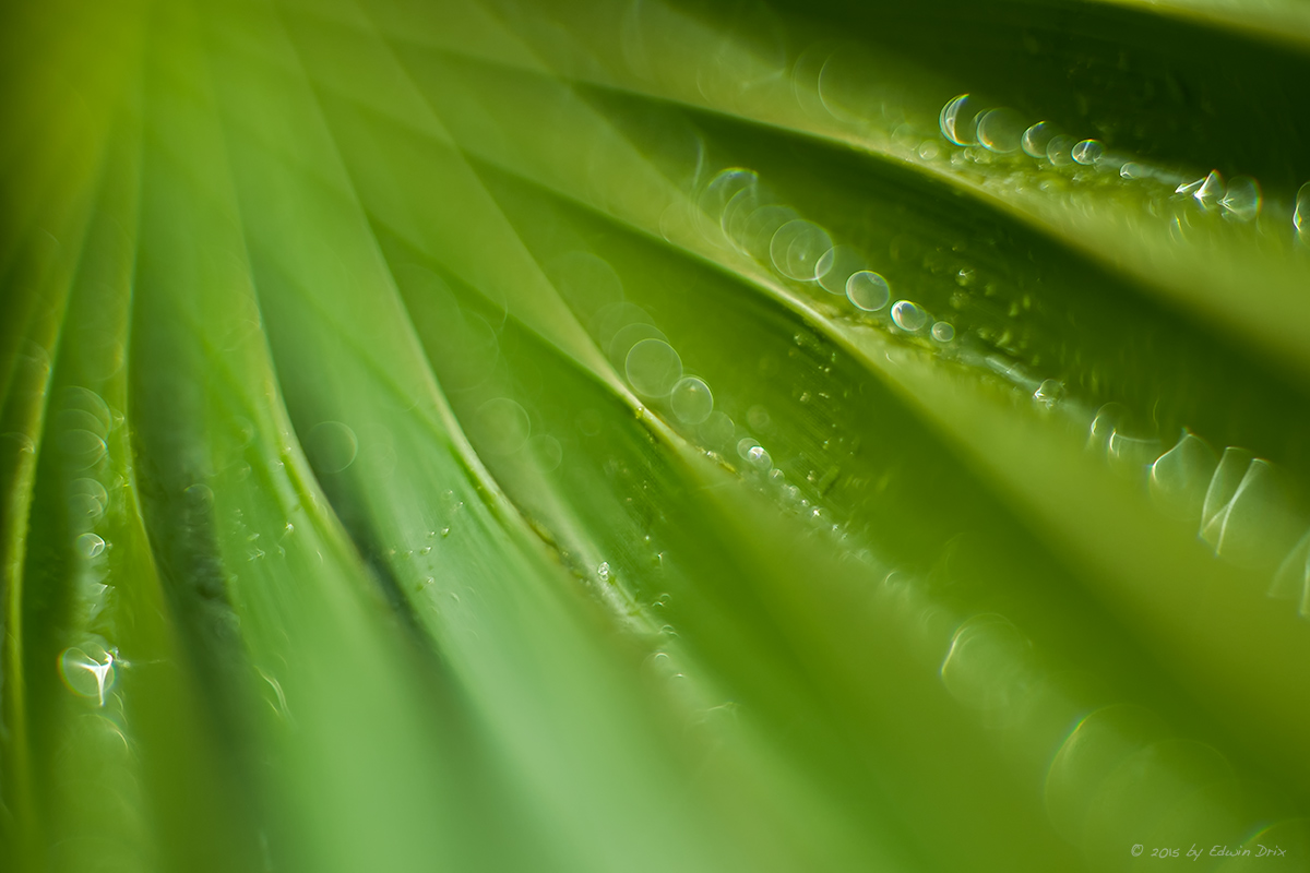 Name:  green.jpg
Hits: 1470
Gre:  296,9 KB