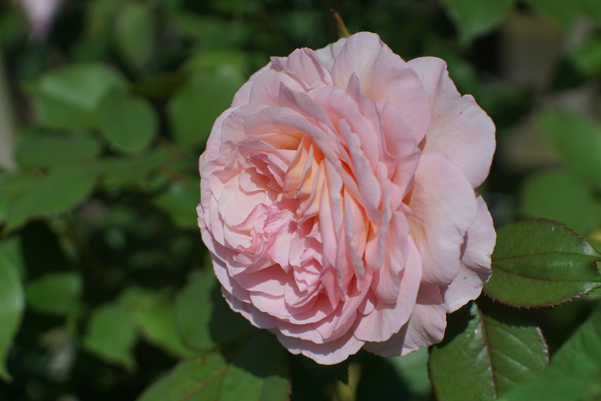 Name:  DSC04833,1.jpg
Hits: 1425
Gre:  215,0 KB