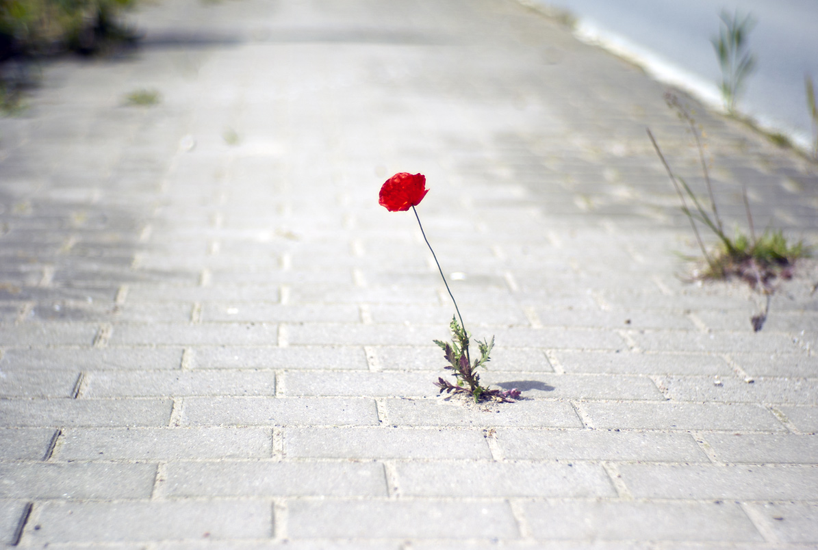 Name:  sonnar-offen-mohn-im-asphalt.jpg
Hits: 909
Gre:  271,1 KB