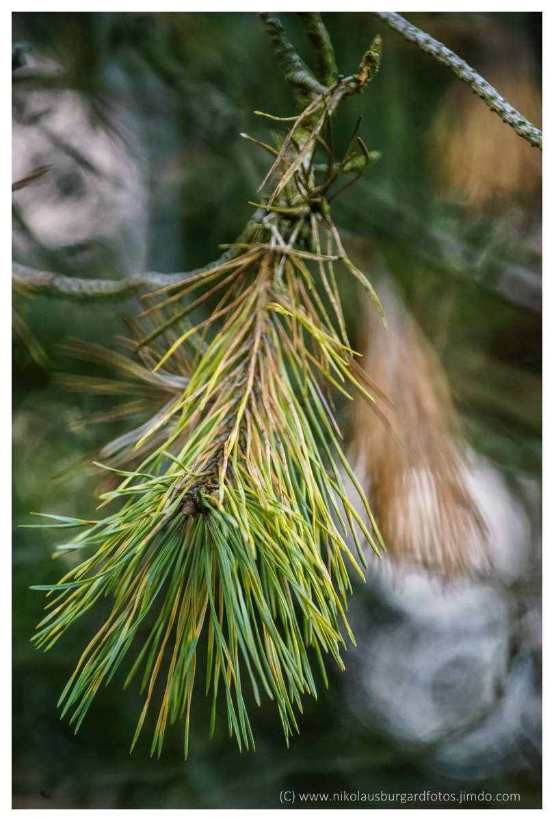 Name:  Test Tamron SP 500 084.jpg
Hits: 855
Gre:  285,7 KB