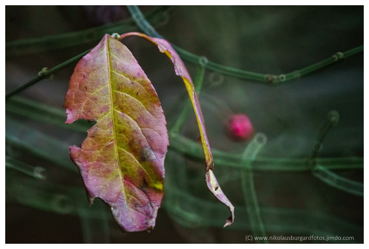 Name:  Test Tamron SP 500 085.jpg
Hits: 853
Gre:  261,1 KB