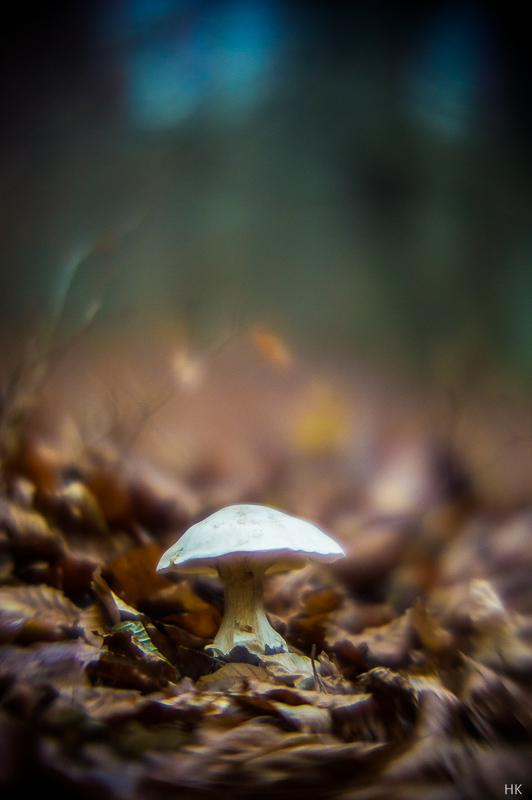 Name:  heligon_NEX-7.jpg
Hits: 1267
Gre:  180,3 KB
