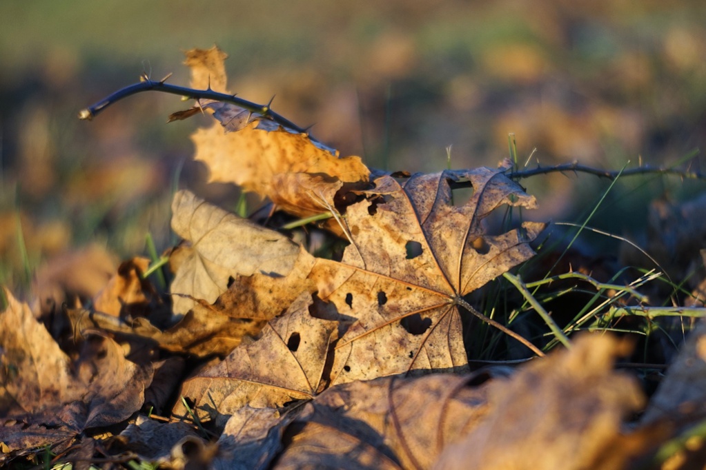 Name:  _DSC6430 Trioplan 3,5-75 .jpg
Hits: 587
Gre:  215,8 KB