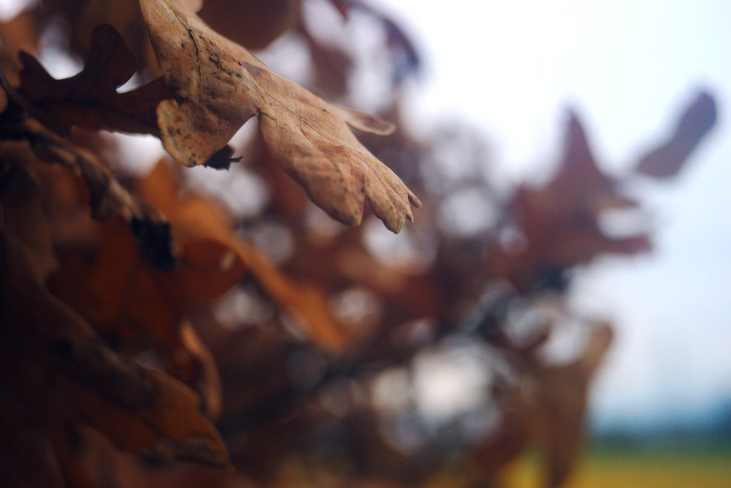 Name:  DSC09489darktable2_0.jpg
Hits: 545
Gre:  119,8 KB
