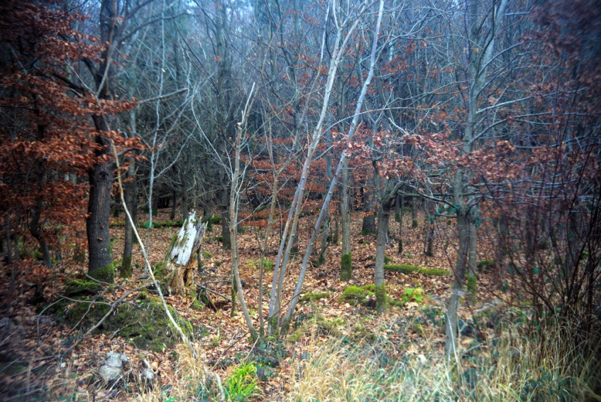 Name:  DSC09481darktable2_0.jpg
Hits: 543
Gre:  324,9 KB